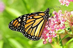 milkweed