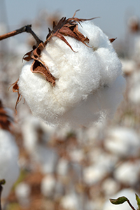 photo of cotton crop