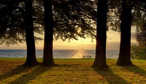 plant a memorial tree - trees at sunset by lake