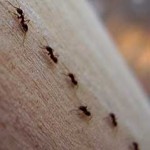 ants bugs