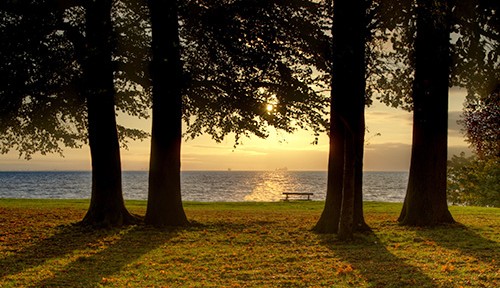 Plant a memorial tree