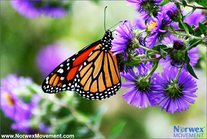Monarch Butterflies Considered for Endangered Species List