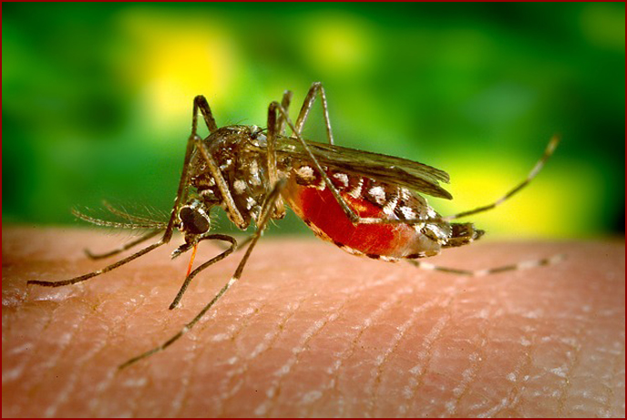 How to Keep Your Home Mosquito Free