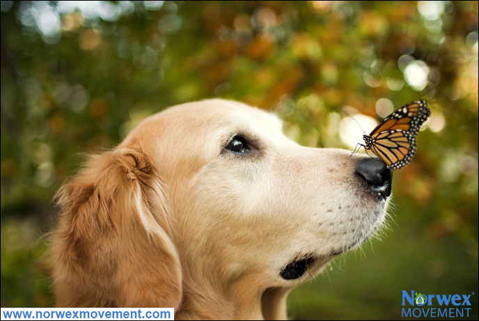 3 Tips to Reduce Your Pet’s Carbon Paw Print