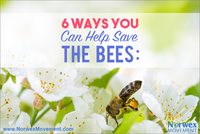 6 Ways You Can Help Save the Bees
