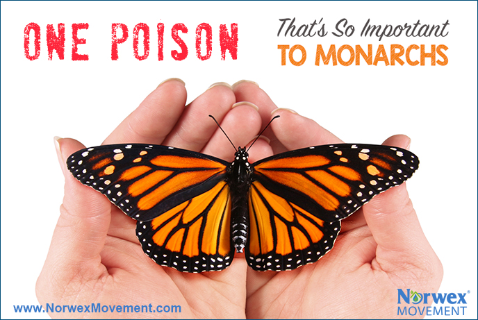 One Poison That’s So Important to Monarchs