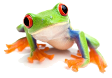 frog