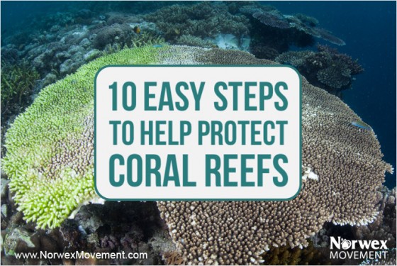 10 Easy Steps to Help Protect Coral Reefs