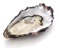 Oyster on the Clamshell