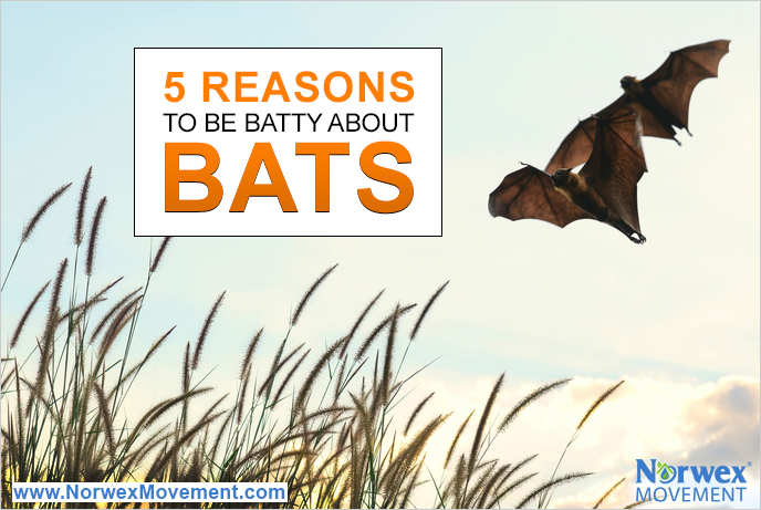 5 Reasons To Be Batty about Bats