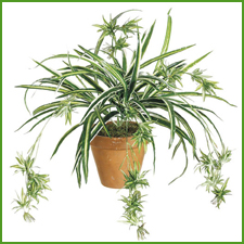 plant_3