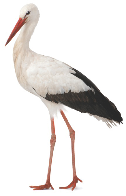 White Stork