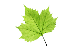 4_leaf