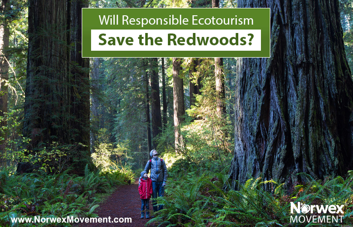 Will Responsible Ecotourism Save the Redwoods?
