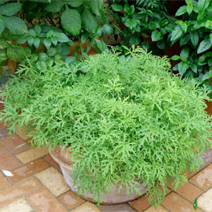 Citronella Flower Image