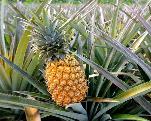 Pineapple Plants