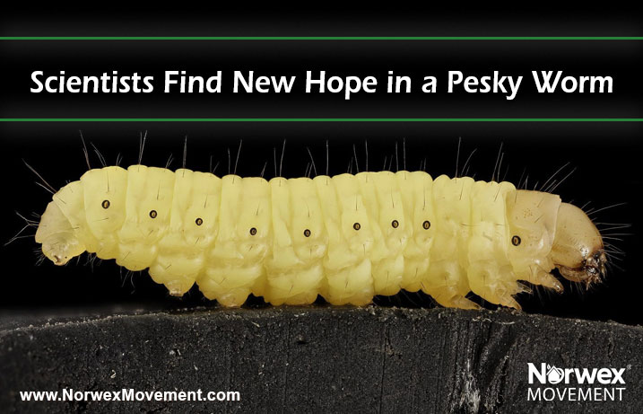 Scientists Find New Hope in a Pesky Worm