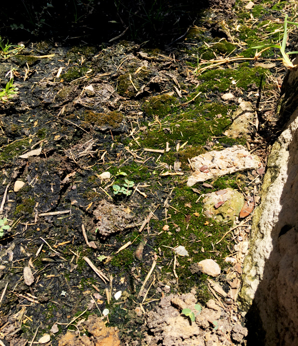 Moss collected for Terrarium