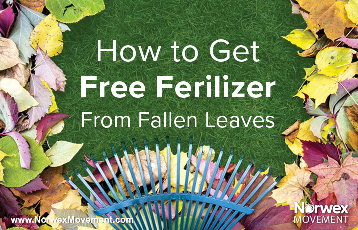 How to Get Free Fertilizer From Fallen Leaves