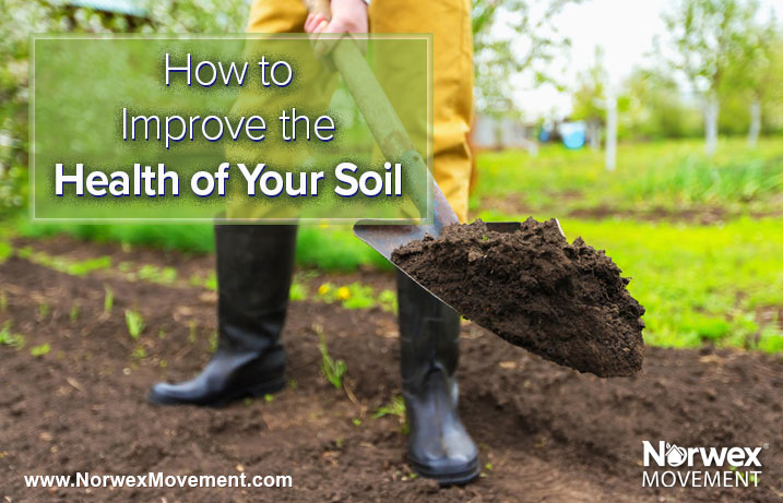 How to Improve the Health of Your Soil