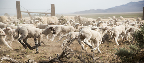 Sheep Ranch Call Out Box