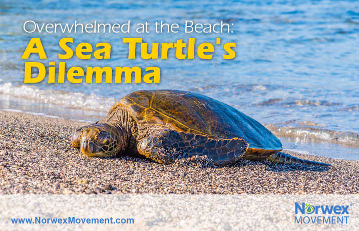 Overwhelmed at the Beach: A Sea Turtle's Dilemma