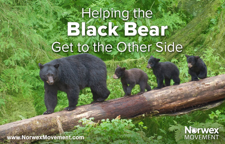 Helping the Black Bear Get to the Other Side