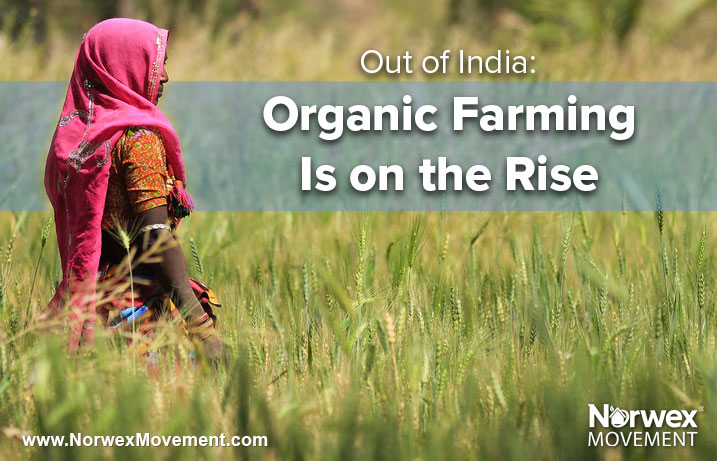 Out of India: Organic Farming Is on the Rise