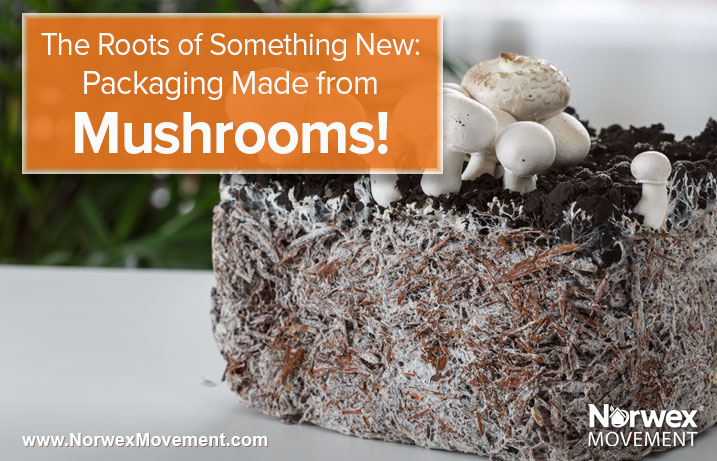 The Roots of Something New: Packaging Made from Mushrooms!