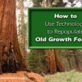 How to Use Technology to Repopulate Old Growth Forests