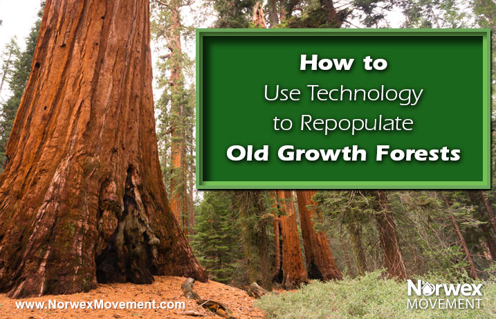 How to Use Technology to Repopulate Old Growth Forests 