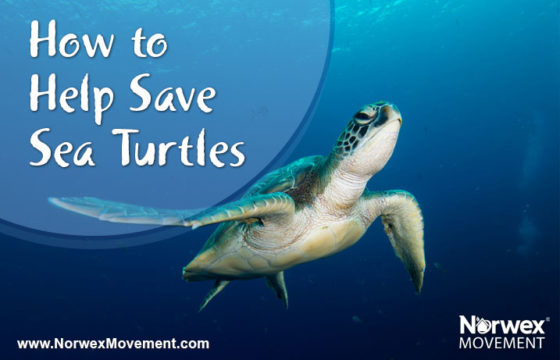 How to Help Save Sea Turtles