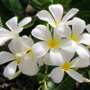 Jasmine Plant