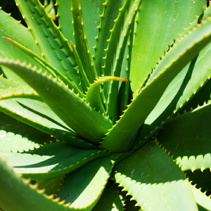 Aloe Vera Plant