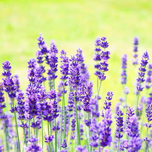 Lavender Plant