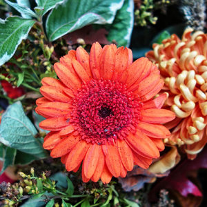 Gerbera Daisy