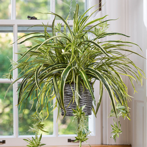 Spider Plant