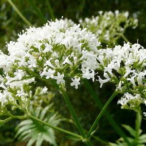 Valerian Plant