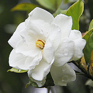 Gardenia Flower