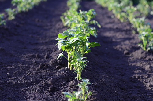 Potato Garden