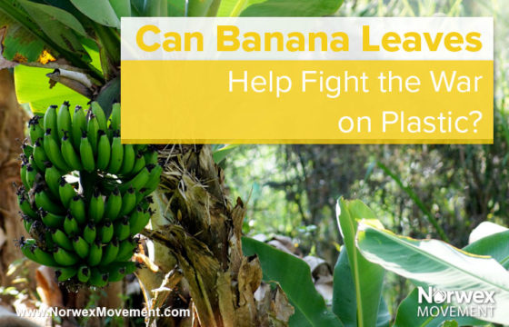 Can Banana Leaves Help Fight the War on Plastic?