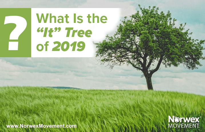 What Is the "It" Tree of 2019?