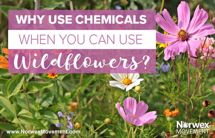 Why Use Chemicals When You Can Use Wildflowers?