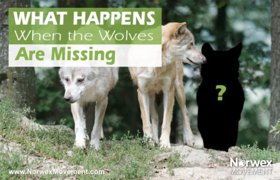 What Happens When the Wolves Are Missing