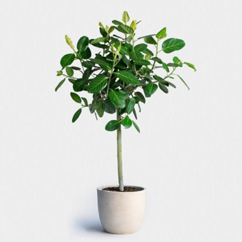 Ficus Tree