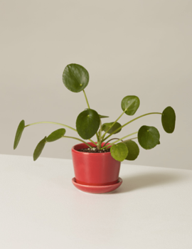 Pilea Peperomioides aka Money Plant