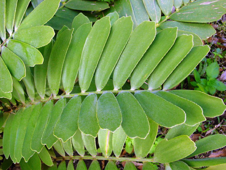 Zamia FurFuracea aka Cardboard Plam