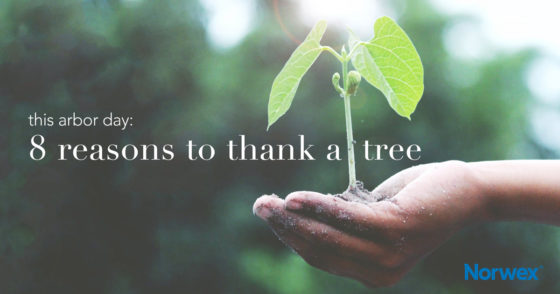 This Arbor Day: 8 reasons to thank a tree