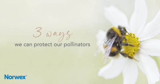 3 Ways We Can Protect Our Pollinators