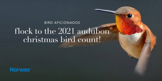 Bird Aficionados: Flock to the 2021 Audubon Christmas Bird Count!